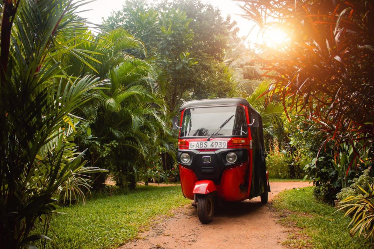 Sigiri Sandilu Homestay Sigiriya Dış mekan fotoğraf