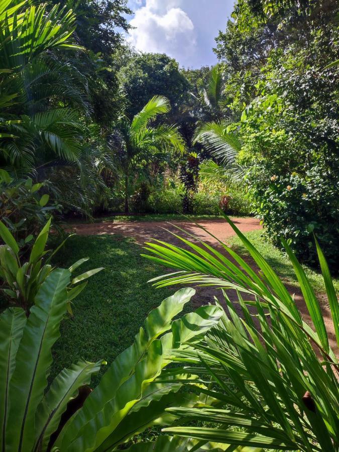 Sigiri Sandilu Homestay Sigiriya Dış mekan fotoğraf