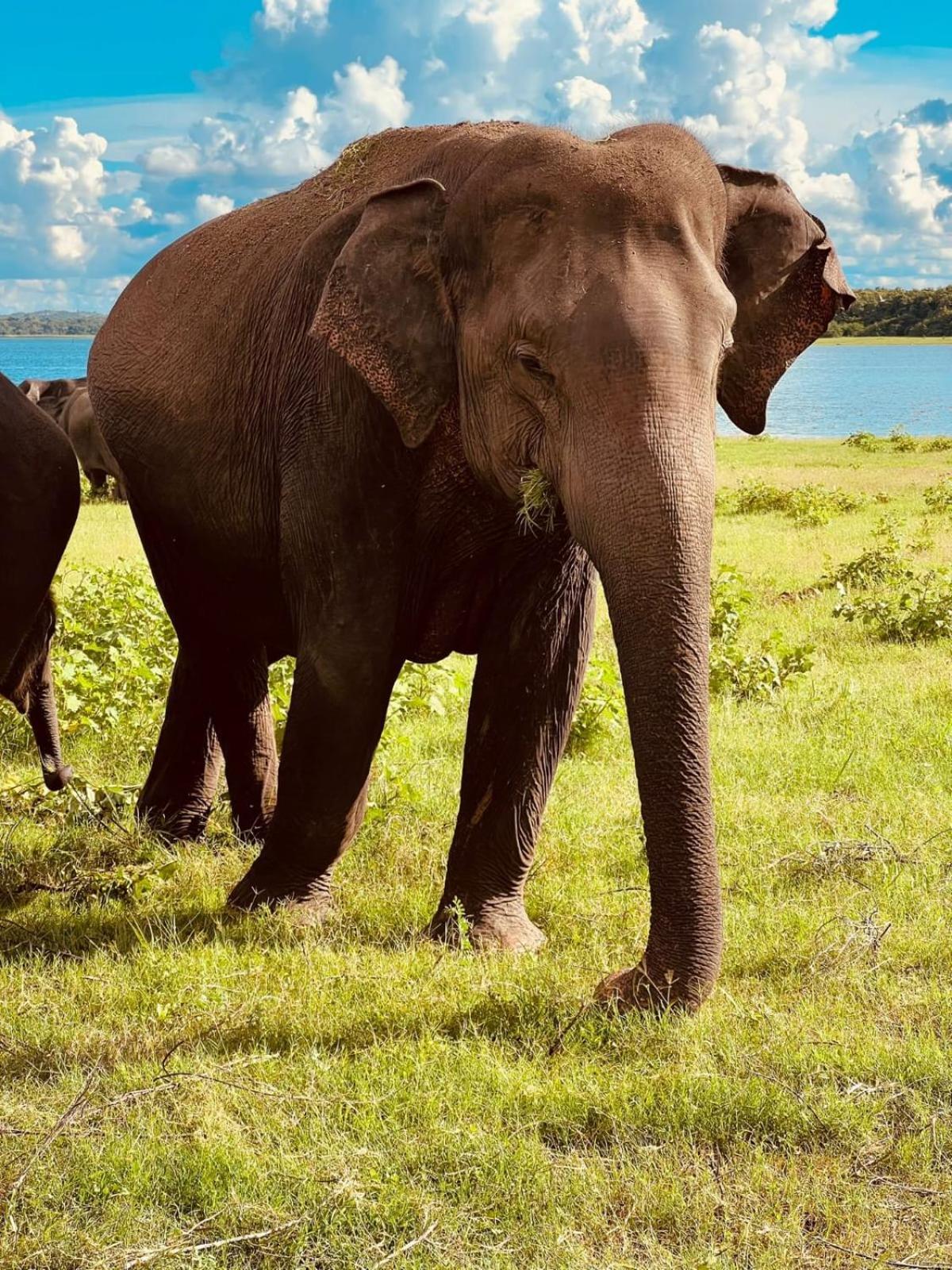 Sigiri Sandilu Homestay Sigiriya Dış mekan fotoğraf