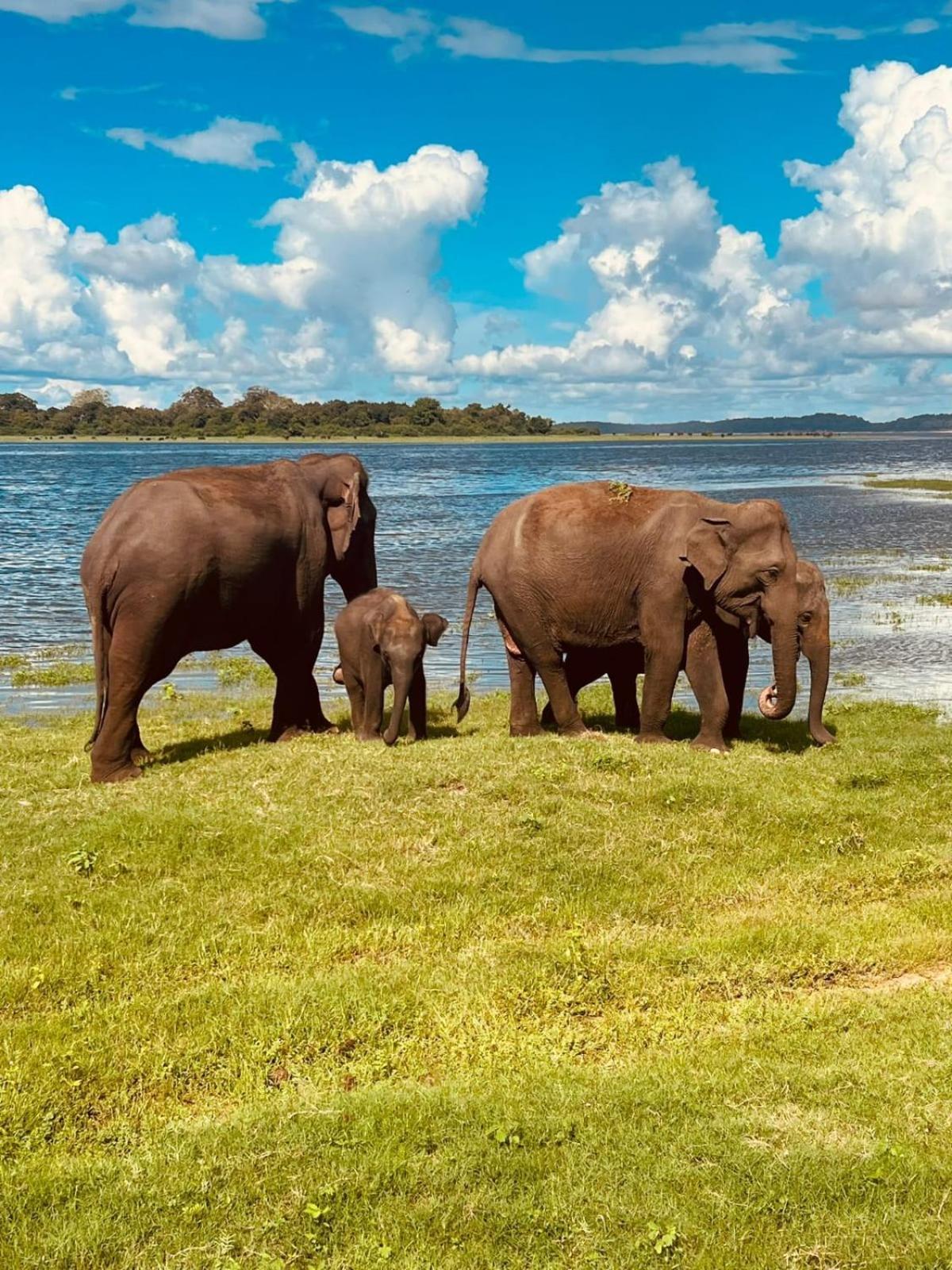 Sigiri Sandilu Homestay Sigiriya Dış mekan fotoğraf